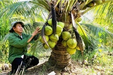 Xuất khẩu dừa lần đầu mang về hơn nửa tỷ USD