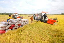 Giá gạo xuất khẩu trên đà phục hồi