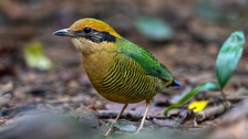 Wild birds at Cuc Phuong National Park