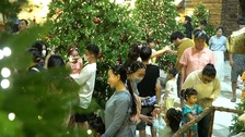 Ho Chi Minh City’s Christmas tree garden draws crowds