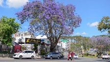 Dalat draws visitors with purple jacaranda blooms