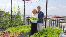 Hanoi couple turns rooftop into lush vegetable gardens