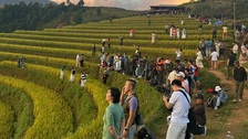 Tourists flock to Mu Cang Chai as rice terraces turn golden