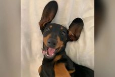 Runaway sausage dog snagged after 529 days on Australian island