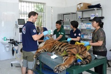 Seven rescued Indochinese tigers vaccinated at Phong Nha-Ke Bang park