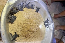 Baby sea turtles emerge overnight on Gia Lai Island