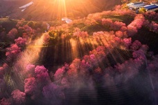 Sapa’s final cherry blossom season leaves tourists regretful