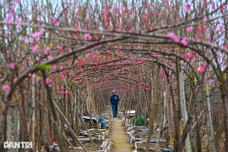 Hanoi peach blossoms bloom early, growers fear Tet losses