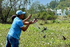 Illegal hunting threatens Vietnam's swiftlet industry