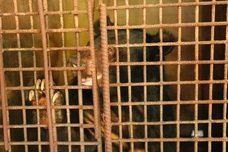 Haiphong family hands over bear after 24 years in captivity