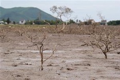 Ha Tinh protective forest begins to die