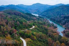 Project set to grow at least 1 billion trees in Vietnam over five years