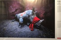 World Press Photo Exhibition 2020 opens in Hanoi