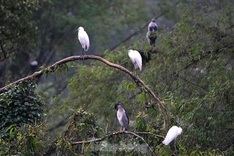 Exploring Ninh Binh bird park’s beauty