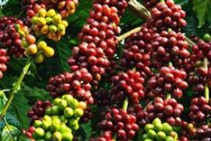 Vietnam sets sights on US$60 bln agro-forestry-fishery export target by 2030