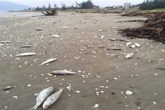 Nearly two tonnes of dead fish found at Ha Tinh beach