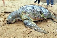 Rare turtle found dead on Ba Ria-Vung Tau beach