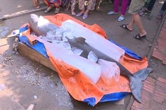 Endangered dolphin caught in Ben Tre