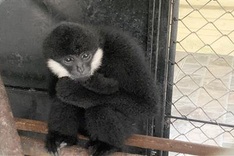 Rare gibbon and monkey handed over to Ha Tinh national park
