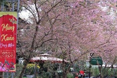 Cherry blossom season in Mang Den