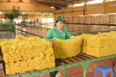 Netherlands increases rubber imports from Vietnamese mar