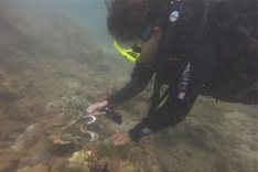 First-ever clean-up of coral reefs in Cham Islands