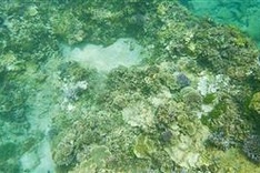 Tour guides form team to save coral off coast of Bình Thuận Province