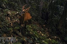 Vietnam to honour 21 organisations, individuals for contributions to wildlife conservation