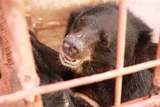 Joint efforts made to crack down wildlife cybercrime