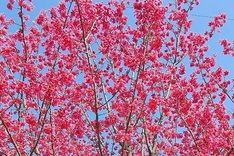 Wild plum trees seized through illegal logging in Sapa
