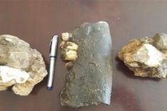 Rhino fossils discovered at Phong Nha-Ke Bang National Park