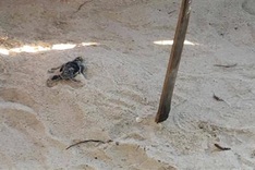 Con Dao National Park releases nearly 123,000 baby turtles