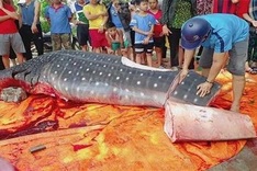 Investigation to be launched into rare fish slaughtering for sale