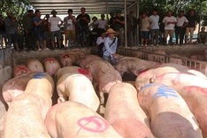 Hundreds of Thai pigs sold out