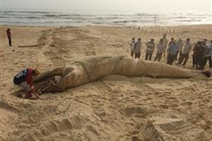 Four-tonne whale found dead in Quang Nam beach