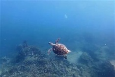 Sea turtle spotted in Nha Trang Bay for the first time in years