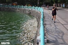 Mass fish deaths continue in Hanoi's West Lake