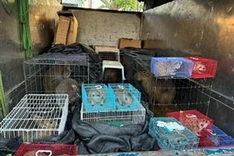 Quang Ninh police seize 28 trafficked wild animals