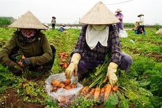 Farm produce in Hai Duong left spoilt during lockdown