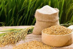 Philippines is Vietnam’s largest rice consumer in 2023