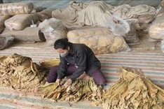 Quota for raw tobacco imports set at nearly 72,000 tonnes