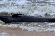 300-kg whale washes up on Phu Yen’s beach