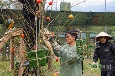 Tet atmosphere at Vietnam Bear Sanctuary