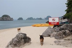Ha Long tour agencies search for solutions to open small beaches
