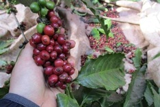 Coffee farmers enjoy profits despite poor crops