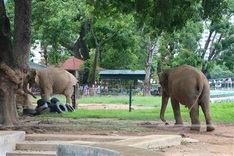 Hanoi Zoo elephants released from chains