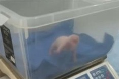 Third giant panda cub born in Malaysia