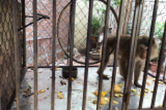 Ninh Binh national park receives more rare animals