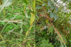 Yellow-spined bamboo locusts ravage more Vietnamese localities