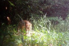 Dozens of rare animals captured in Quang Tri nature reserve through camera traps